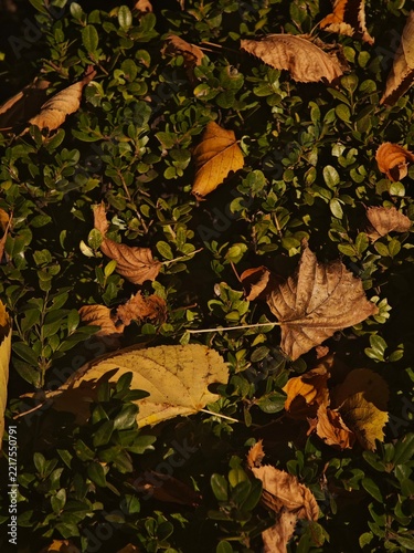 Fallen yellow leaves on branches and on green grass and bushes.