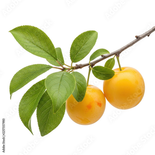 Ripe yellow plums hang from a branch with green leaves on a transparent background ready for fresh harvest and healthy eating.