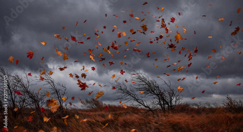 Autumn leaves photo swirling in strong wind over bare trees and grass under stormy sky