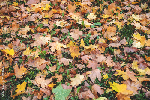 Uncollected fallen leaves covering grass in a park, creating a natural autumn scene and illustrating seasonal maintenance, neglected landscaping and leaf cleanup.