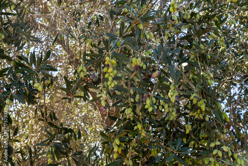 Fotografie Mediterranean Harvest: Ripening Barnea Olives on Heavy Branches in an Orchard