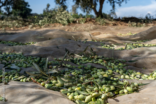 The Gathering: Harvested Barnea Olives Resting on Collection Nets Beneath Orchard Trees
