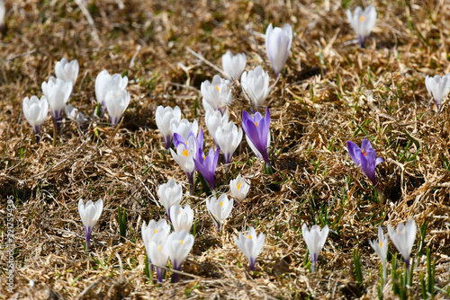 A great many white and violet crocuses in the high mountains during the spring flowering season.