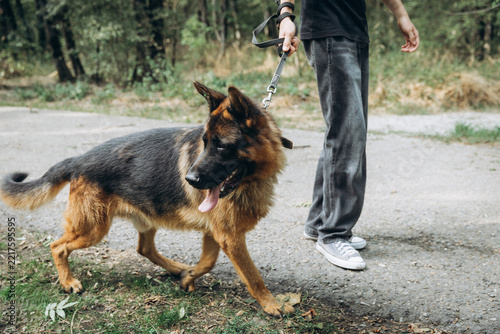 A German Shepherd on a leash walks along a path beside a person wearing jeans and sneakers; the dog has its tongue lolling out and is looking down, with a forest in the background