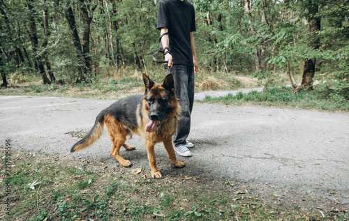 A German Shepherd on a leash walks along a path beside a person wearing jeans and sneakers; the dog has its tongue lolling out and is looking down, with a forest in the background