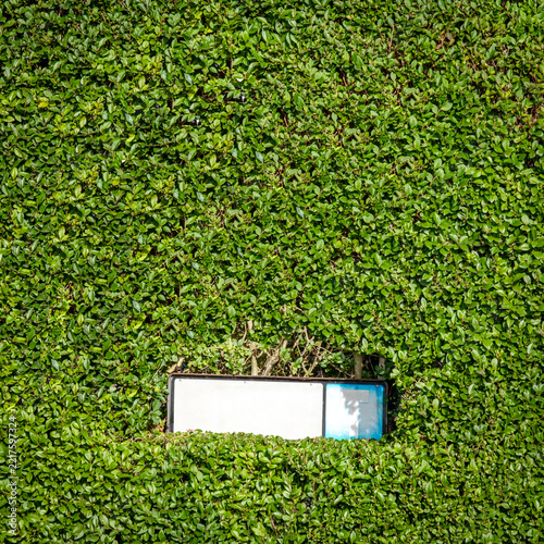 Blank sign cut out in trimmed hedge