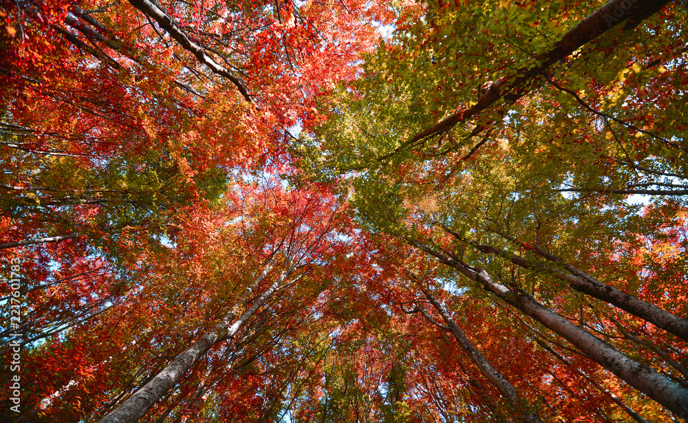 Fototapeta premium Where the trees touch the golden sky, the earth is covered with a soft carpet of rust.