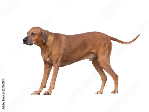 Side view profile of Rhodesian Ridgeback dog standing isolated on white