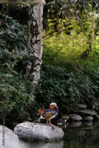 Male Mandarin Duck Standing on Rock Beside Pond in Lush Green Garden Setting