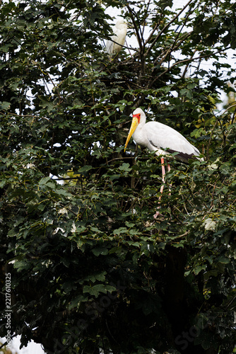 Yellow-Billed Stork Perched in Dense Green Tree Canopy Among Lush Foliage
