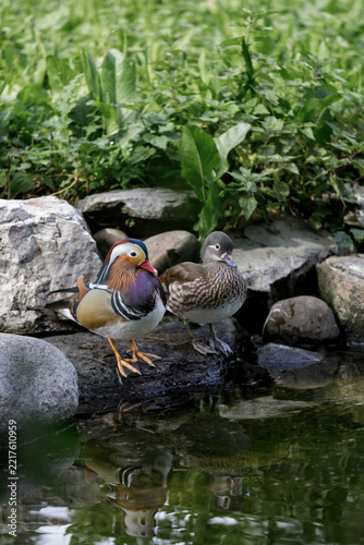 Pair of Mandarin Ducks Standing on Rocks Beside a Green Garden Pond