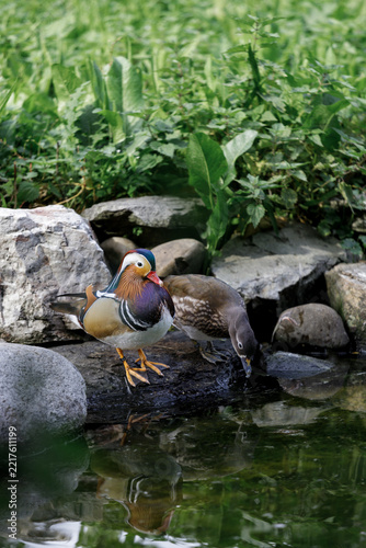 Mandarin Duck Pair Standing on Rocks at the Edge of a Peaceful Garden Pond