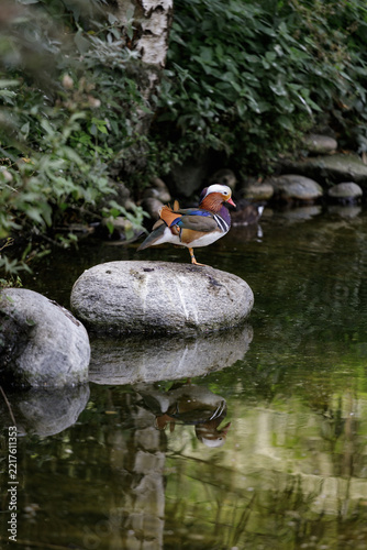 Male Mandarin Duck Standing on Rock in Peaceful Green Pond with Reflection