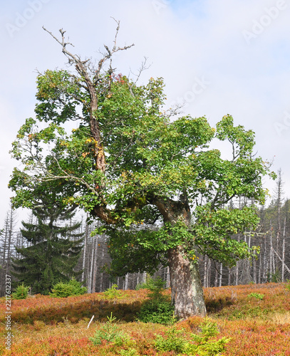 Bergahorn auf dem Lindberger Schachten im Nationalpark Bayerischer Wald