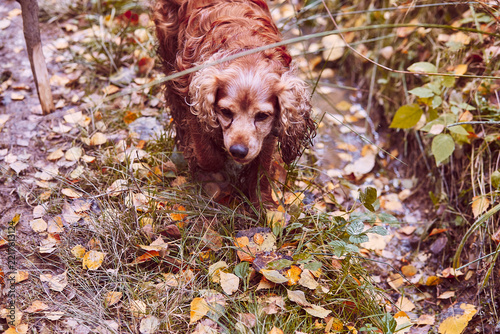 Dog autumn forest pet walking nature animal fall foliage.