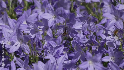 Bee flower garden gathering nectar from blue campanula blossoms in summer meadow under natural sunlight for peaceful nature and wildlife concepts