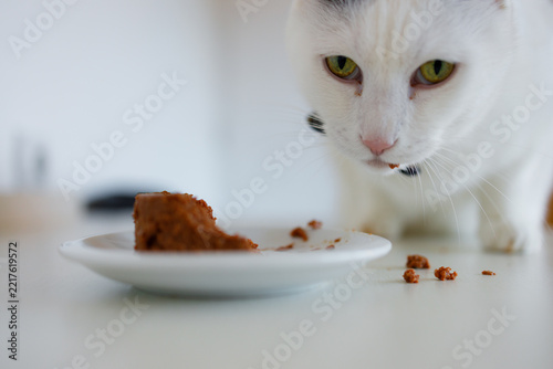 Cat eating food from a plate on a table in a bright room