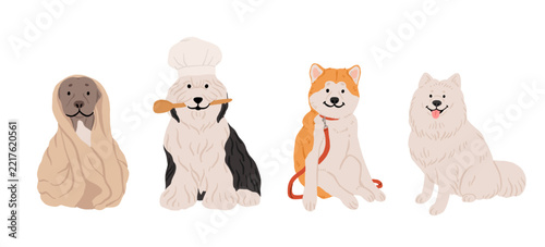 Fotografie Dog breed collection with staffordshire terrier, old english sheepdog, japanese akita and samoyed