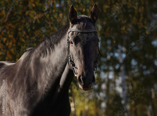 Dressage thoroughbred horse portrait in autumn park outdoor