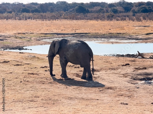 Photography elephant in the water