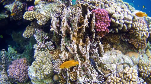 Marine fish swim near a reef in the Red Sea
