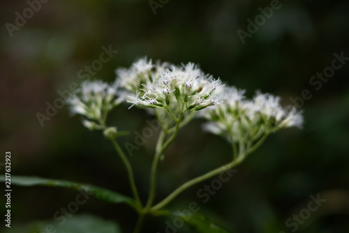 Close-up of white boneset flowers.