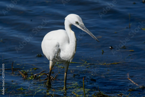 Little egret on the river foraging for food in July