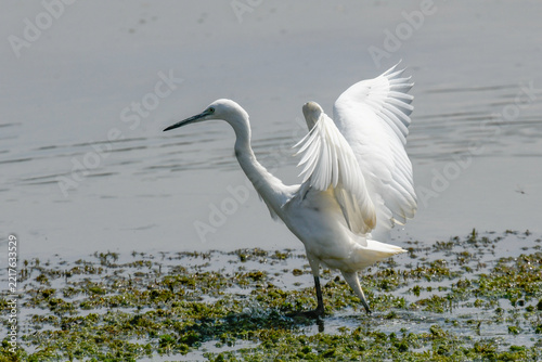 Little egret on the river foraging for food in July