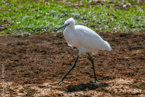Little egret on the river foraging for food in July