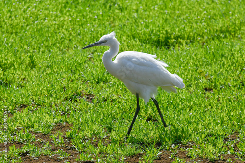 Little egret on the river foraging for food in July