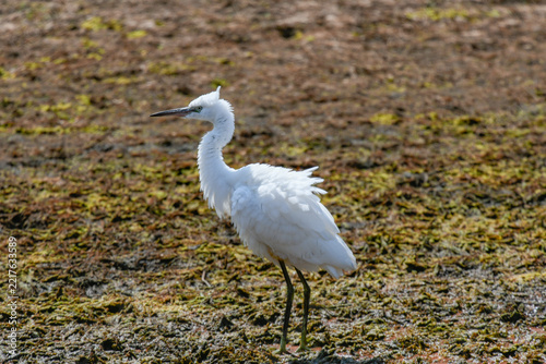 Little egret on the river foraging for food in July