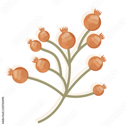 Branch with autumn berries vector illustration isolated on white background