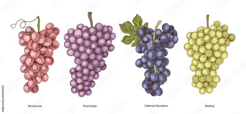 Naklejka premium Sorts of wine grapes hand sketched vector
