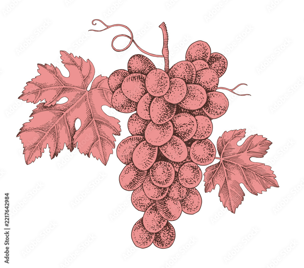 Fototapeta premium Pink grapes cluster with leaves hand sketched vector