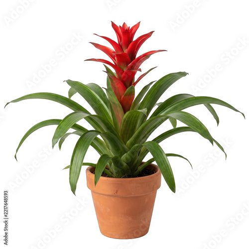 Fotografie Vibrant red bromeliad plant in a terracotta pot on a transparent background