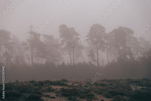 Foggy Forest Path Through Grasmoor Heathland in Bramsche