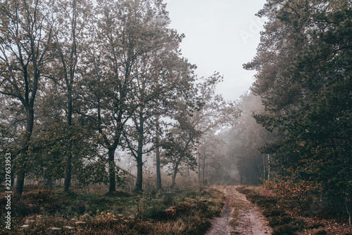 Misty Woodland Path Through Grasmoor Heath near Achmer