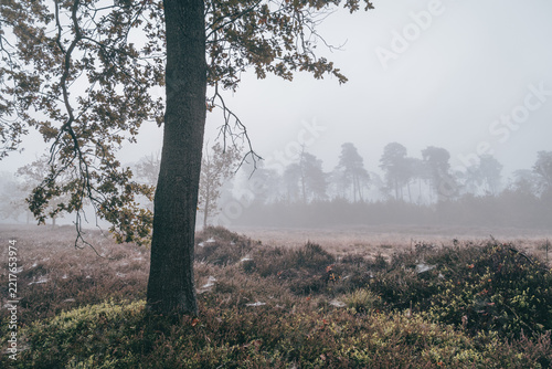 Foggy Heathland Landscape at Grasmoor in Achmer, Bramsche