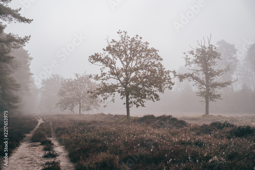 Foggy Heathland Path and Oak Trees at Grasmoor near Achmer, Bramsche