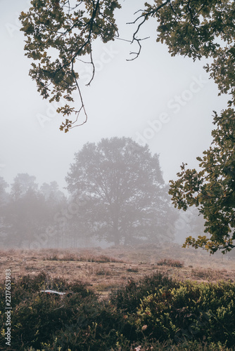 Misty Oak Tree in Heathland at Grasmoor near Achmer, Bramsche