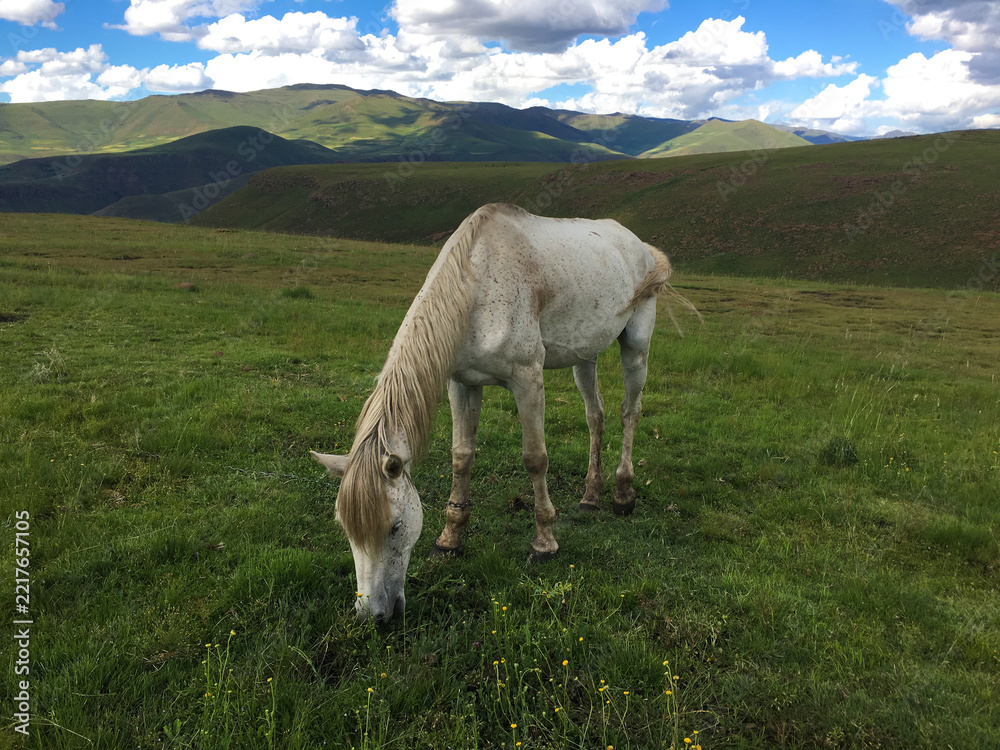 Fototapeta premium horse in the mountains