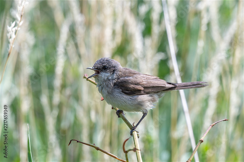 Kleiner Singvogel (Grasmücke) sitzt auf einem Schilfhalm und ruft, umgeben von weicher grüner Vegetation und diffusem, natürlichem Tageslicht.