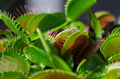 Gros plan macro sur le cœur d'une plante carnivore Vénus gobe-mouche