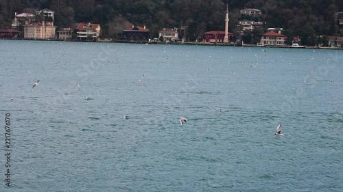Seagulls flying gracefully over the Bosphorus strait with coastal cityscape in the background, Istanbul, Turkey.