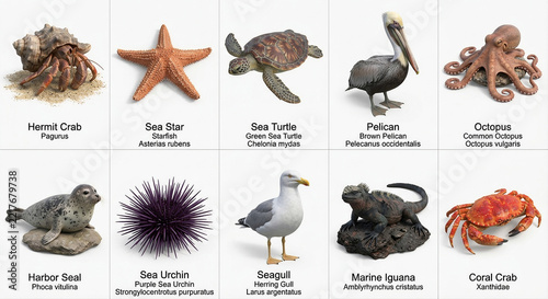Set of 10 distinct beach coastal animals in photorealistic 3D minimal style isolated on white background