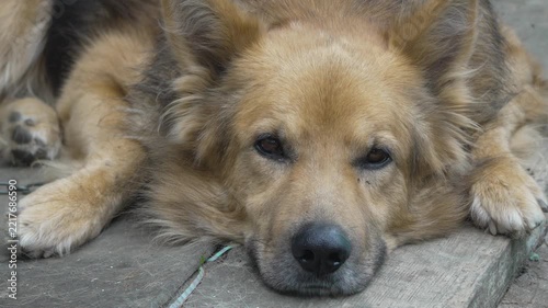Dog Golden Retriever Relaxing Wooden Deck