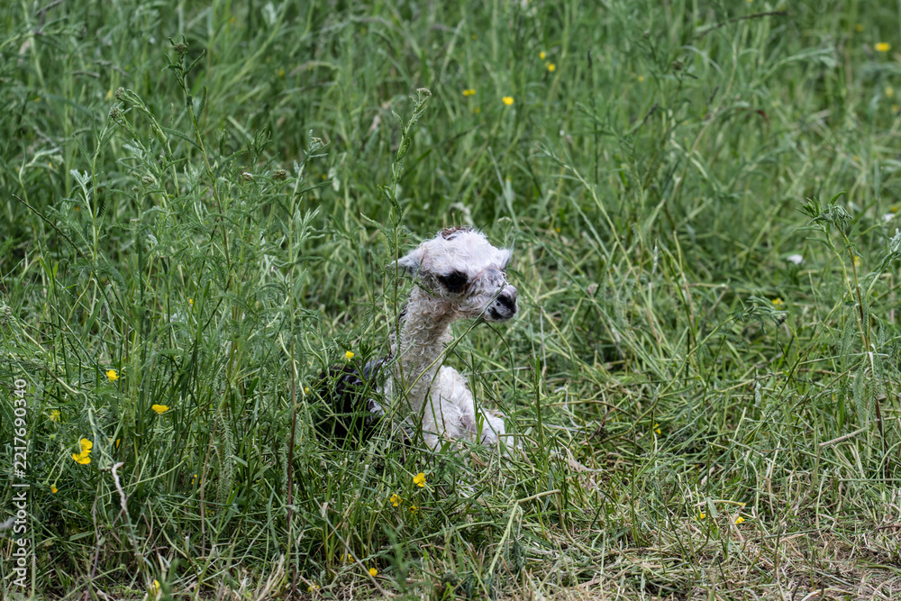 Fototapeta premium alpaka tier natur lama baby