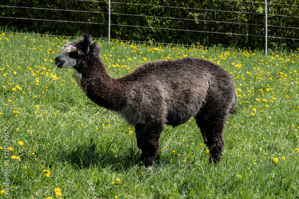 Fototapeta premium alpaka tier natur lama
