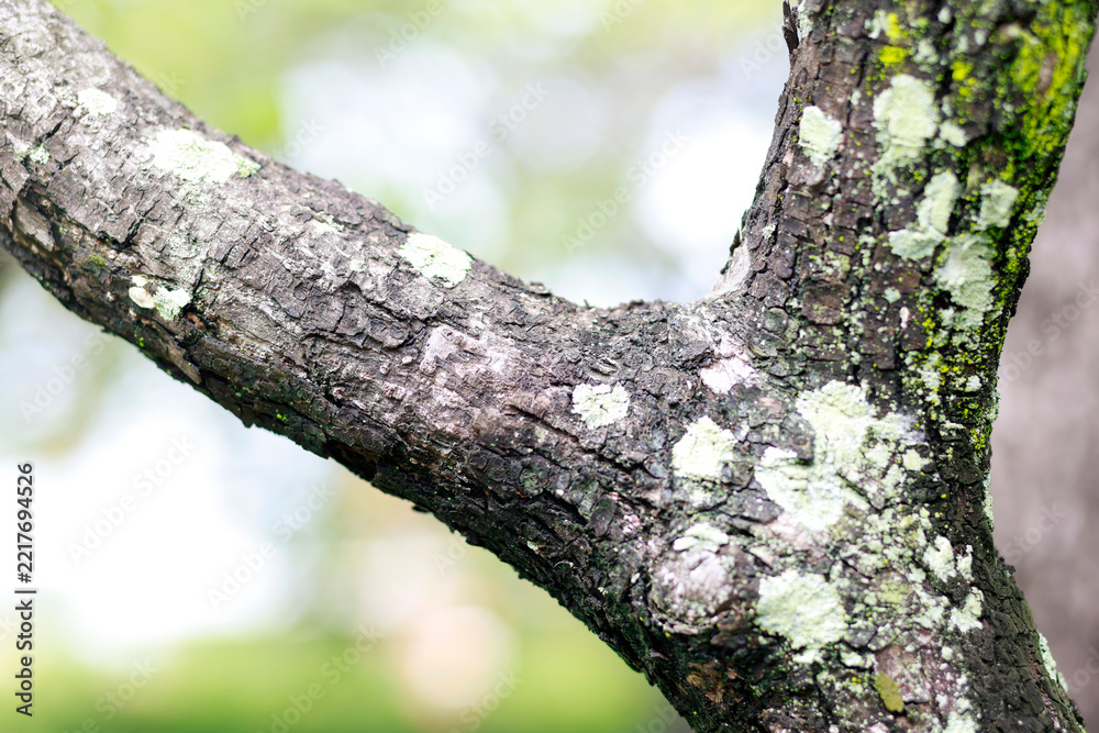 Fototapeta premium Tree branch with rough bark covered in natural green lichen and moss, nature, forest ecology, organic texture and growth on tree surfaces, close-up