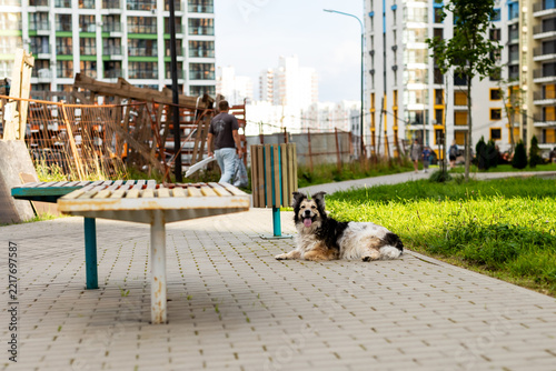 Small black and white dog resting on paved pathway near park bench in urban residential courtyard with apartment buildings, with dog, canine, pet, park detail, showing bench, pathway, pavement